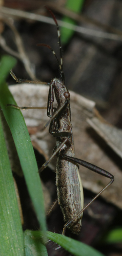 Alydidae: Micrelytra fossularum della Calabria (CS)